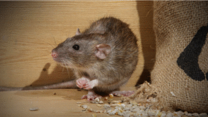 mice-pests-control